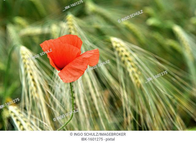 Corn poppy (Papaver rhoeas) in barley field (Hordeum vulgare)