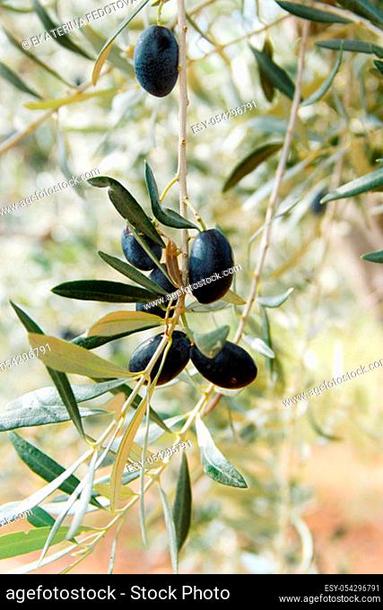 Olives and olive tree leaves on a branch, Apulia, Italy