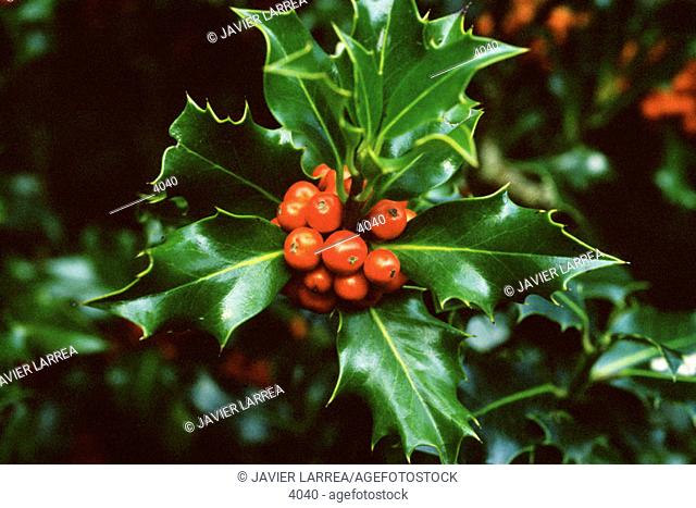Holly Berries. (Ilex Aquifolium)