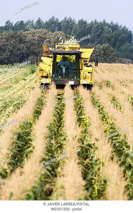 Corn harvesting, Oco near Estella. Navarra, Spain