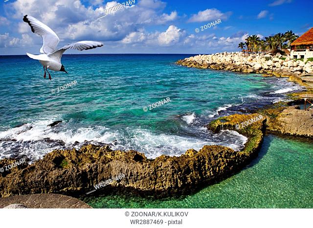 seagull over the sea in park near Cozumel