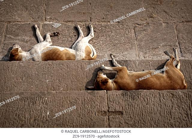 Dogs sleeping at the Ganges river ghats Varanasi, Benares, Uttar Pradesh, India