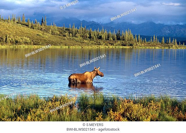 Alaska cow moose Alces alces americana, Alces americana, cow moose feeding aquatic plants, USA, Alaska, Denali NP, Oct 04