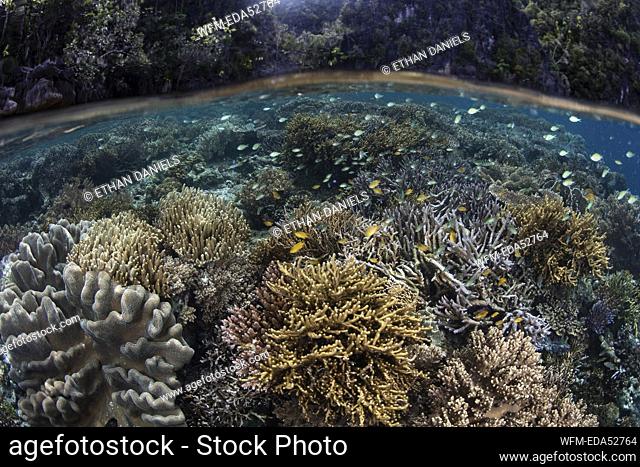 Species-rich Reef Top, Raja Ampat, West Papua, Indonesia