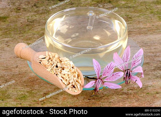 Cup of Diptam Tea, Burning Bush, Ashwort (Dictamnus albus)