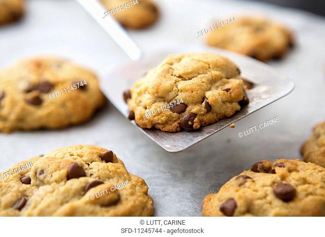 Freshly baked chocolate chip cookies on a spatula and on a baking tray