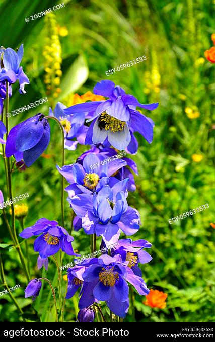 Beautiful blue wildflowers Aquilegia glandulosa close up, growing in alpine weadows of Altai mountains, Russia
