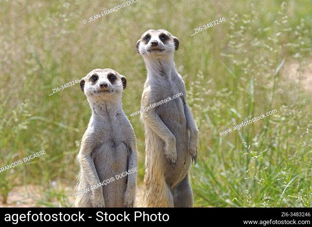 Meerkats (Suricata suricatta), two adult males, standing upright, alert, Kgalagadi Transfrontier Park, Northern Cape, South Africa, Africa