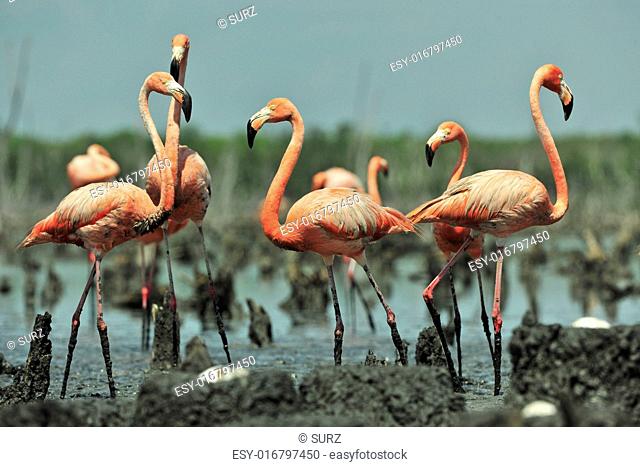 Colony of Great Flamingo the on nests. Rio Maximo, Camaguey, Cuba