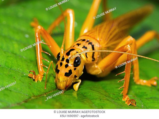 Orange and black Bush cricket Tettigoniidae