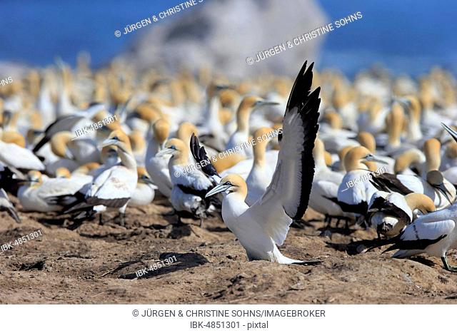 Cape Gannet (Morus capensis), adult in bird colony, spread wings, Lamberts Bay, Western Cape, South Africa