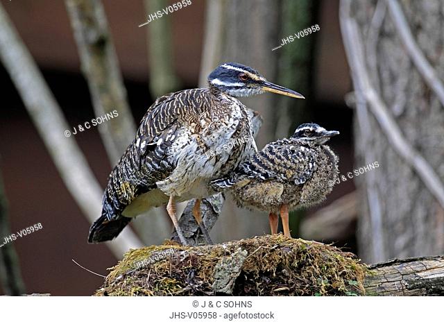 Sunbittern, Eurypyga helias, South America, adult with young on nest