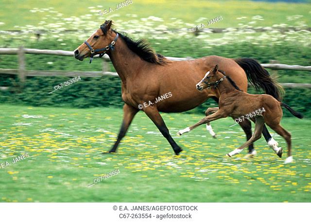 Thoroughbred mare and foal. Tring. Herts. England