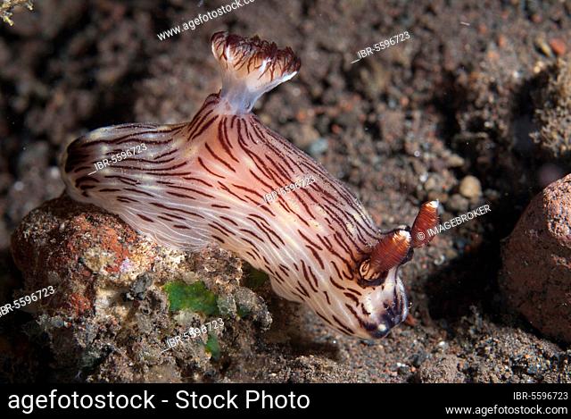 Jorunna rubescens, Other animals, Marine gastropods, Snails, Animals, Molluscs, Kentrodoris Nudibranch (Kentrodoris rubescens) adult, on reef