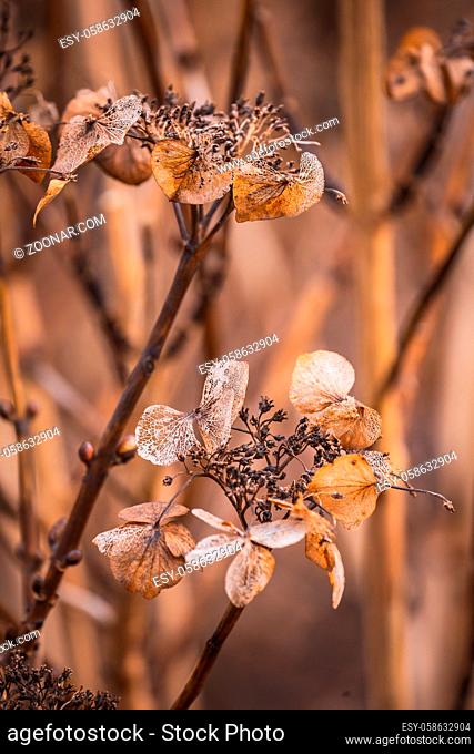 Background with dried brown flowers during autumn