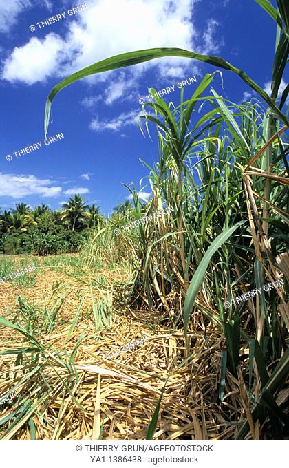 Sugar cane field, Saint Paul area, La Reunion island, France, Indian Ocean