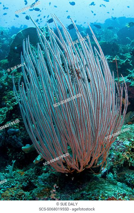 Coral Ctenocella sp