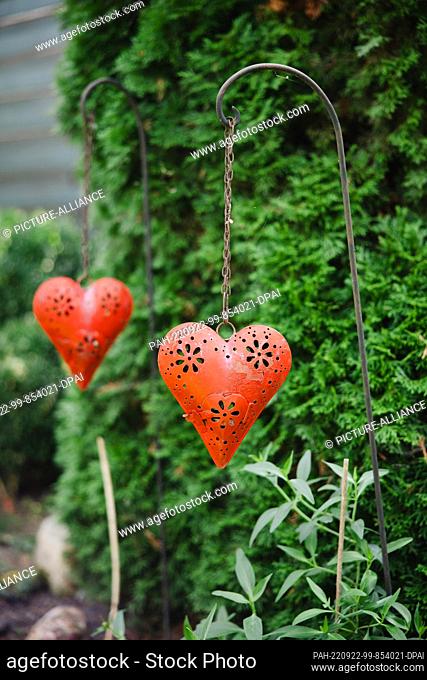 26 August 2022, Lower Saxony, Bockenem: Two metal hearts hang on a plot of land in Bockenem. Peter Fricke received a donor heart a good 30 years ago