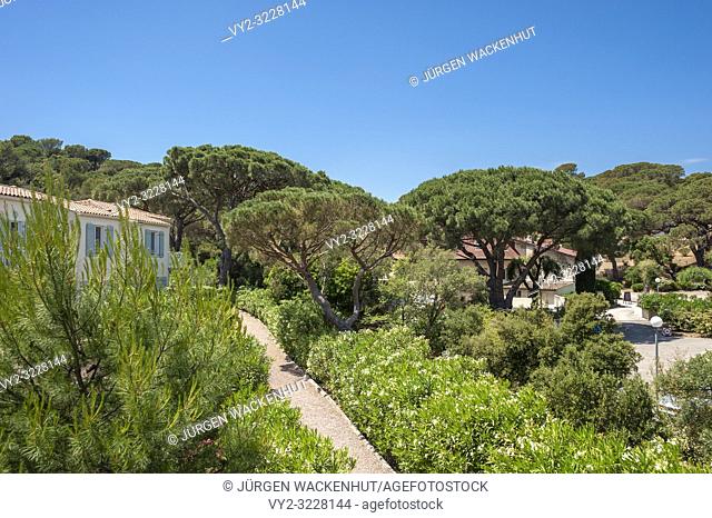 Pine trees, Saint-Aygulf, Var, Provence-Alpes-Cote d`Azur, France, Europe