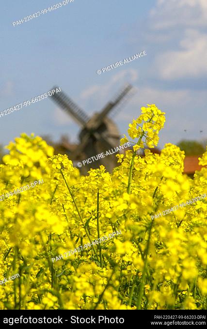 27 April 2022, Saxony-Anhalt, Wolmirstedt: Rape is blooming in front of the ""Auerbachs Mühle"". Spring clouds pass over it