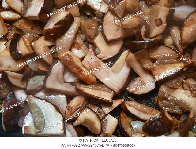 Chopped bay bolete mushrooms frying in a pan with onions in Sieversdorf, Germany, 26 September 2017 Photo: Patrick Pleul/dpa-Zentralbild/ZB