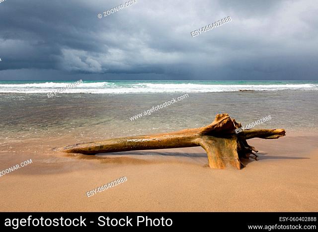 Driftwood log at beach and storm clouds Costa Rica