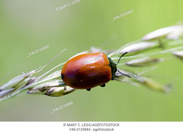 Red Poplar Beetle, Chrysomela populi, Balsam Poplar Leaf Beetle. Leaf beetle pest of alder, willow and poplar. Leaf skeletonizer of economic significance