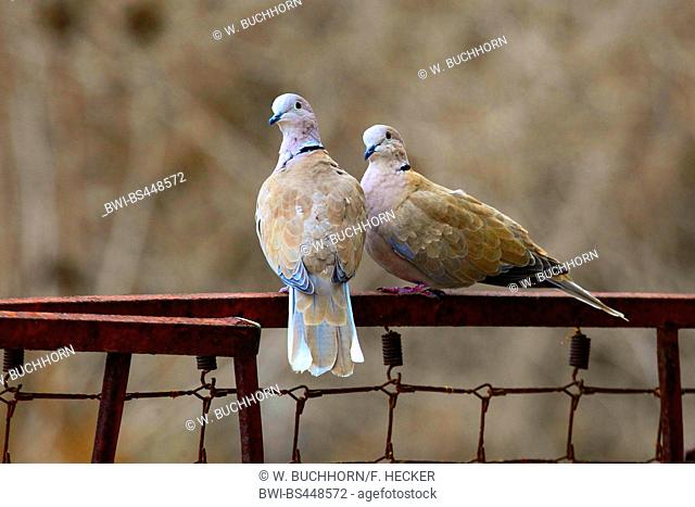 collared dove (Streptopelia decaocto), courting couple on a rusty fence, Germany