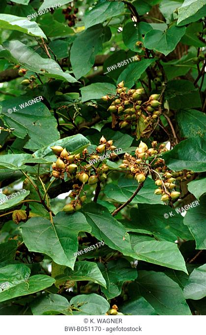 empress tree (Paulownia tomentosa), fruiting