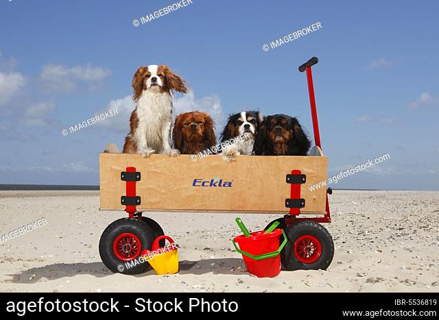 Cavalier King Charles Spaniel, blenheim, ruby, black-and-tan and tricolour, on the beach, island of Texel, Netherlands, handcart