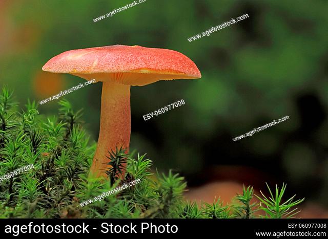 Pilz, Mushroom, Fungi, Focus stacking, Rötlicher Holzritterling, Tricholomopsis rutilans, Red-haired agaric, Plum-red scaled cap