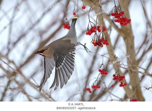 Bohemian waxwing (Bombycilla garrulus), taking off a twig with red fruits of a viburnum, Germany, Bavaria