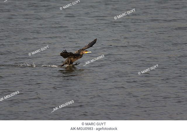 Great Cormorant (Phalacrocorax carbo) in the Netherlands. Immature bird landing with its feet out on the water