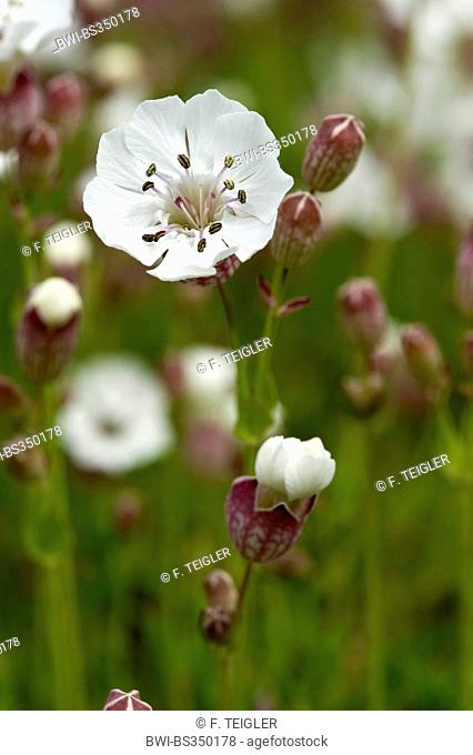 bladder campion, maiden's tears (Silene vulgaris), inflorescence, Germany, Bernese Oberland