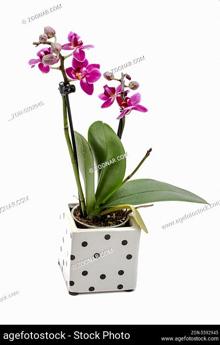 Mini orchid isolated on white background