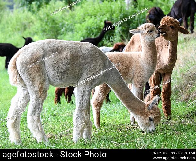 02 August 2021, Brandenburg, Strubensee: Alpacas stand with their foals in the pasture on the premises of the alpaca breeding ""Alpaca nigra"" in Strubensee...