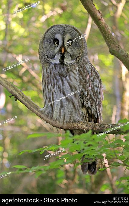 Great grey owl (Strix nebulosa), adult, on tree, alert, captive, Germany, Europe