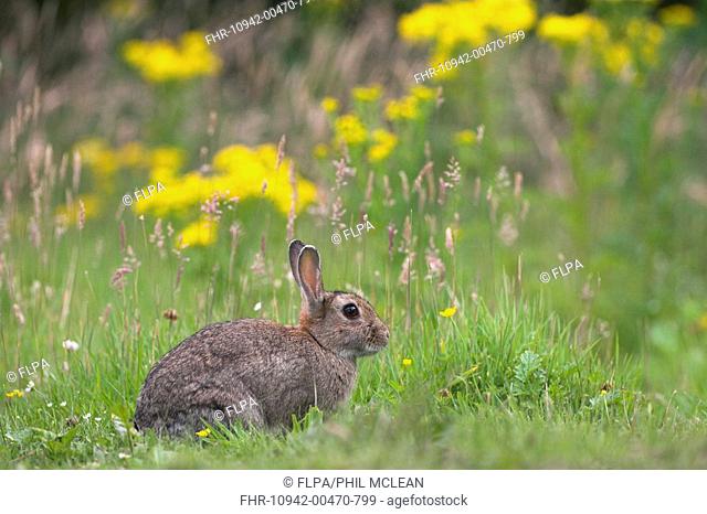 European Rabbit Oryctolagus cuniculus adult, sitting in grassland, Edinburgh, Scotland, summer