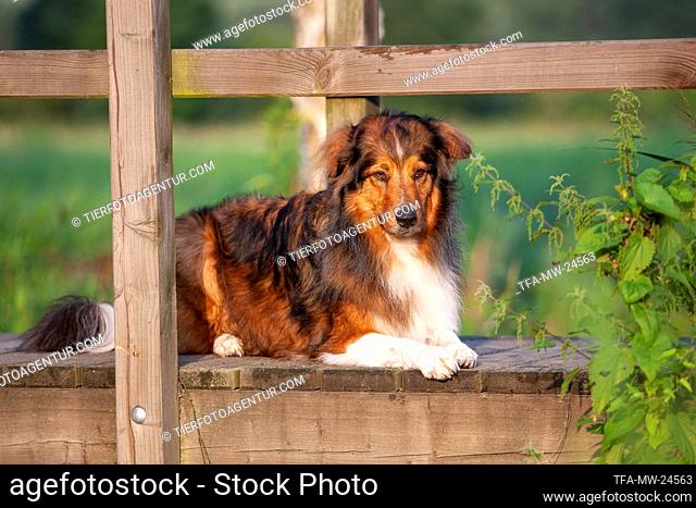 Australian-Shepherd-Mongrel on wooden bridge