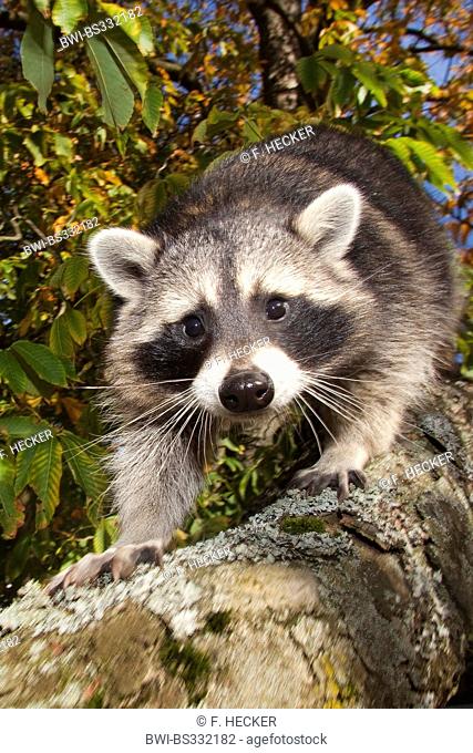 common raccoon (Procyon lotor), six month old male climbing on a tree, Germany