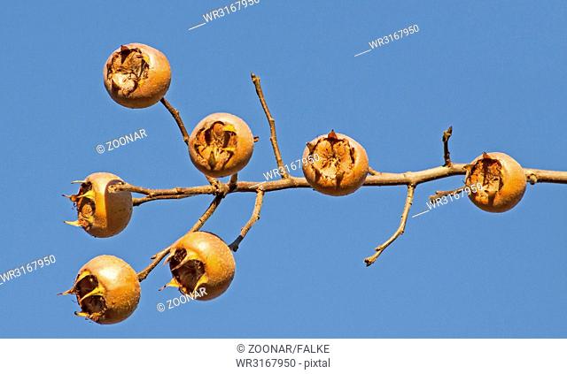 Fruits from the common medlar, Mespilus germanica