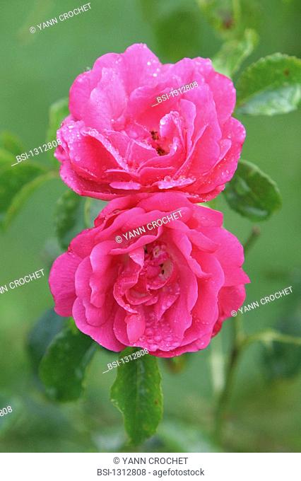 ROSE Rose Rosa sp