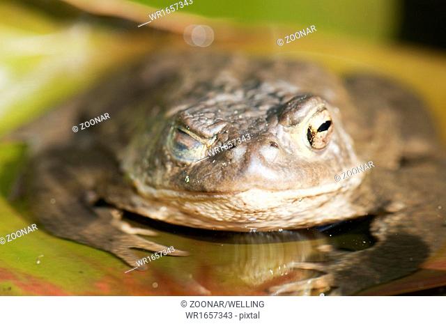Common toad(bufo bufo)