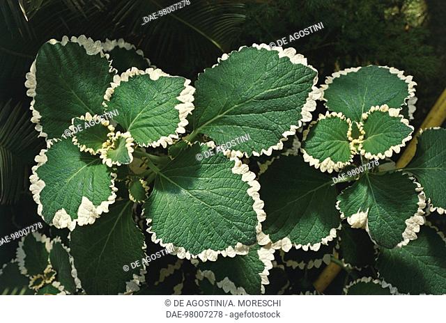 Botany - Lamiaceae or Labiatae - White-edged Swedish Ivy (Plectranthus coleoides)