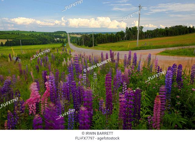 Wind-Blown Lupines and Road, South Granville, Prince Edward Island
