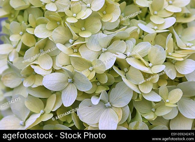 A background of white hydrangea blossoms in bloom