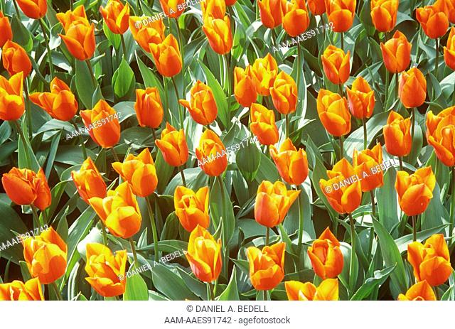 Yellow & Red Tulips, Keukenhof Garden, Lisse, Holland
