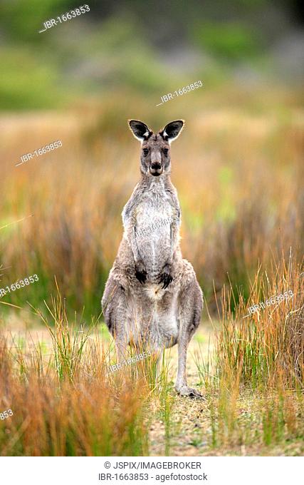Eastern Grey Kangaroo (Macropus giganteus), female adult, Wilson Promontory National Park, Victoria, Australia