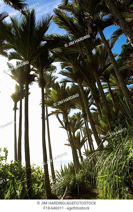 Nikau palms (Rhopalostylis sapida), near Karamea, West Coast, New Zealand