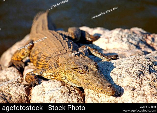 Nilkrokodil im Kruger Nationalpark, Südafrika; crocodile in Kruger National Park, South Africa, Crocodylus niloticus